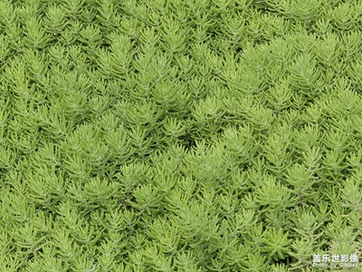 【细微之处】鲜活绿意