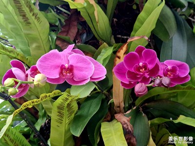 【细微之处】角落花景