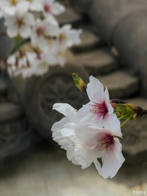 【摄影版块四月第三周】聚焦四月