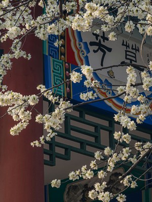 Galaxy S23 Ultra  芳草亭外春意浓