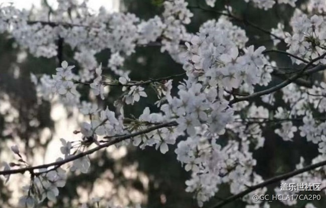 【踏青闲步】赏花了