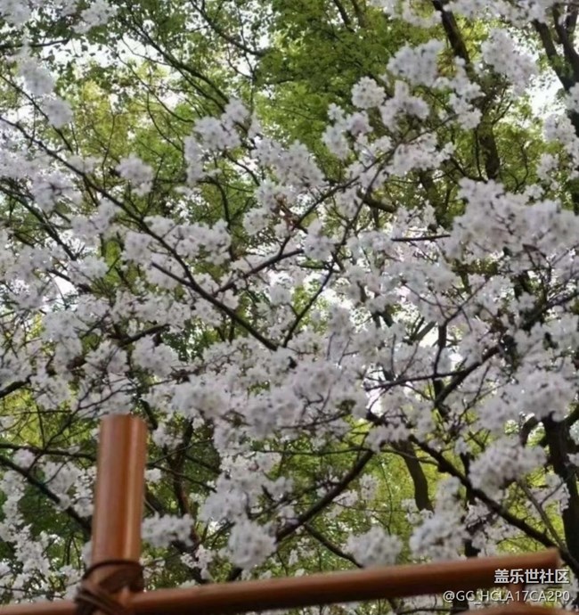 【踏青闲步】赏花了