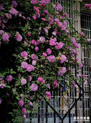 暗夜蔷薇在黑暗里，开成自己的光