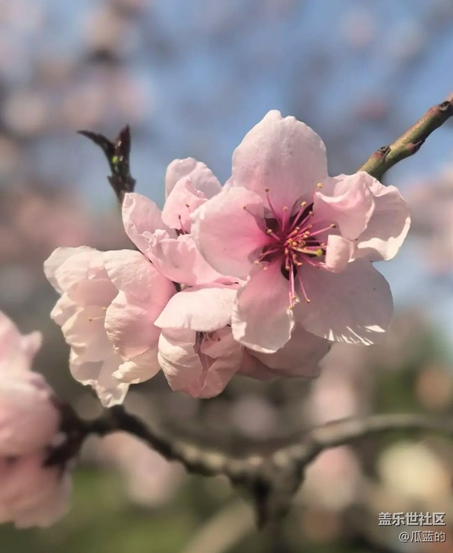 【踏青闲步】赏花去