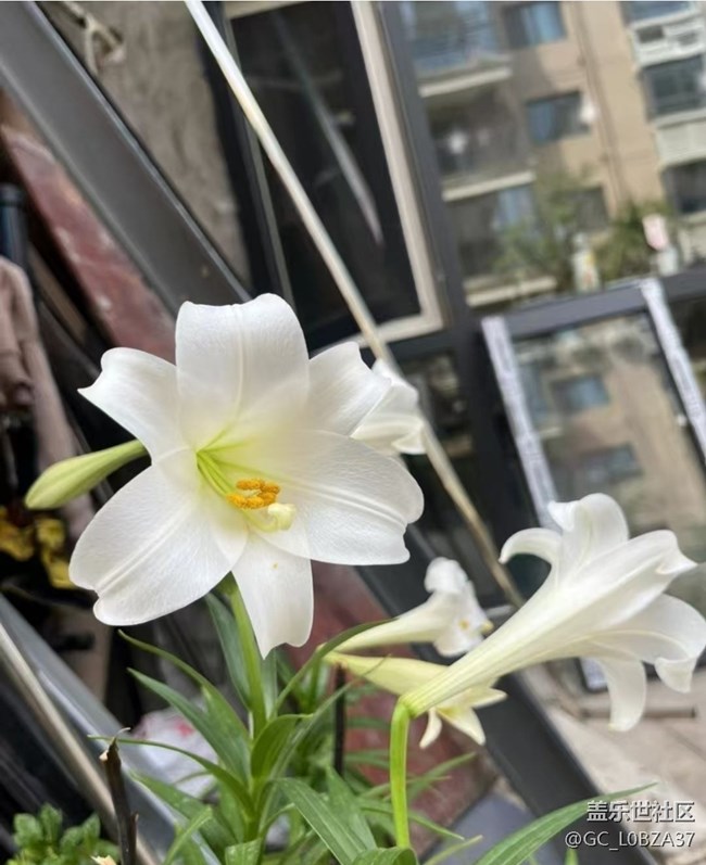 【踏青闲步】静待花开