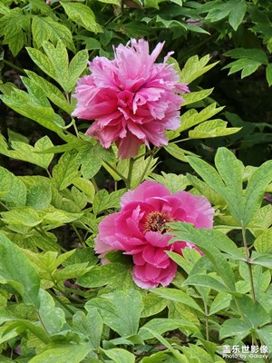 【行走的风景】游牡丹苑