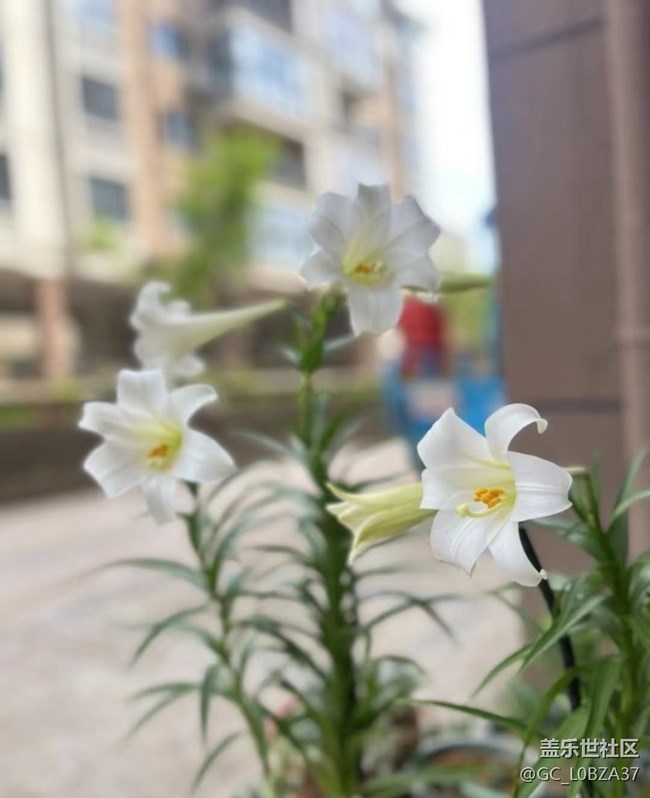 【踏青闲步】静待花开