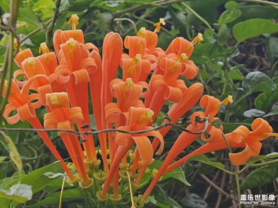 【行走的风景】行走的风景