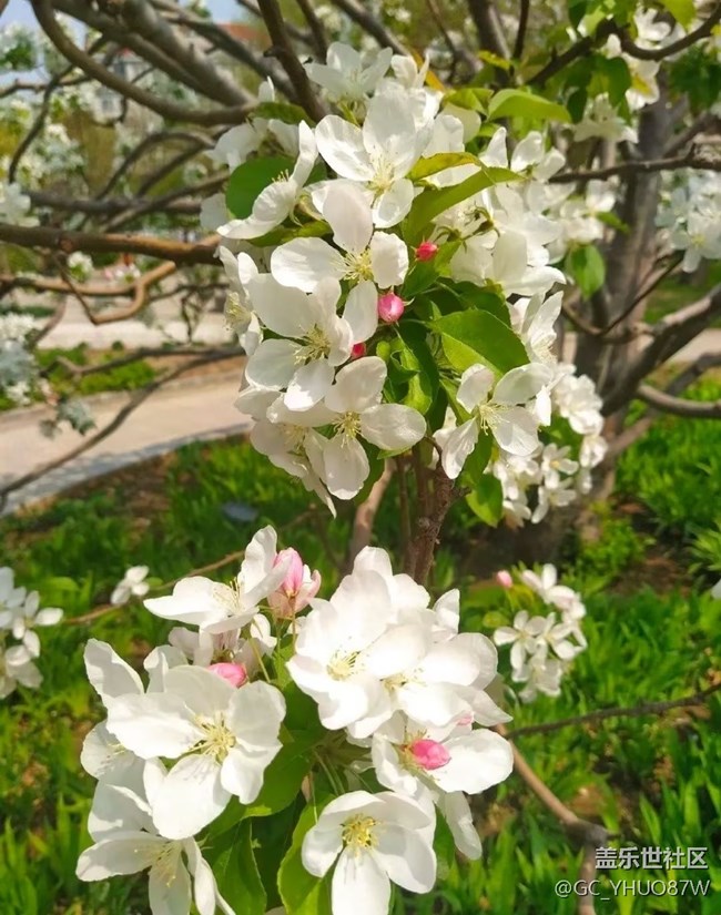 【踏青闲步】好春光