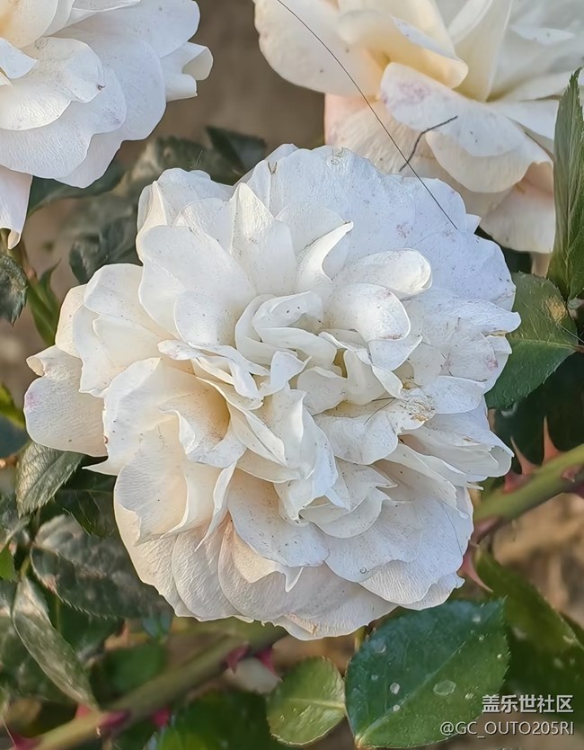 【踏青闲步】公园游