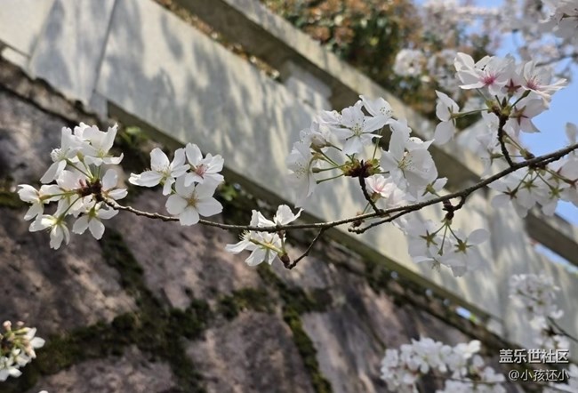 【踏青闲步】踏青赏花
