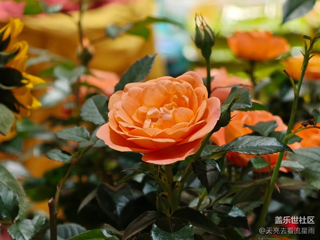 【用星踏青】春日踏青