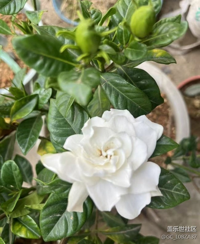 【踏青闲步】静待花开