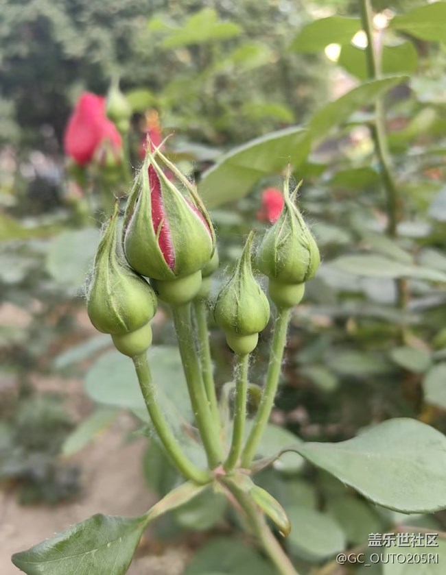 【踏青闲步】公园游