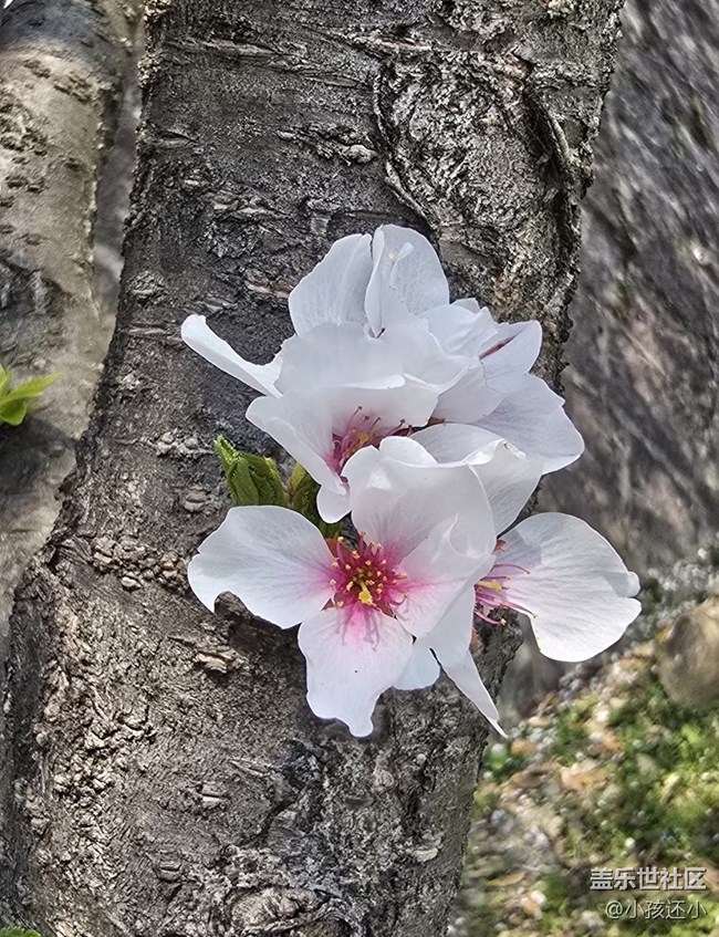 【踏青闲步】踏青赏花