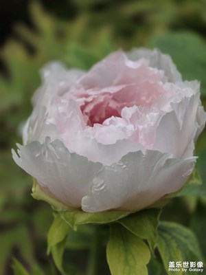 【行走的风景】+洛阳牡丹甲天下