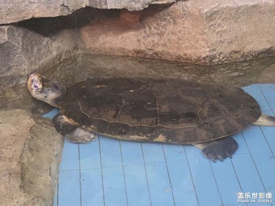 【行走的风景】拍拍小动物