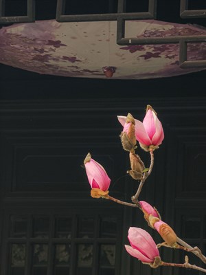 Galaxy S23 Ultra  庭院里的玉兰 （一）