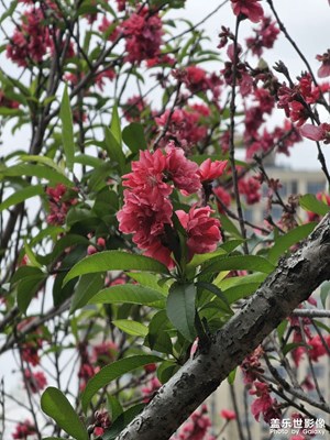 【聚焦四月】花开的季节