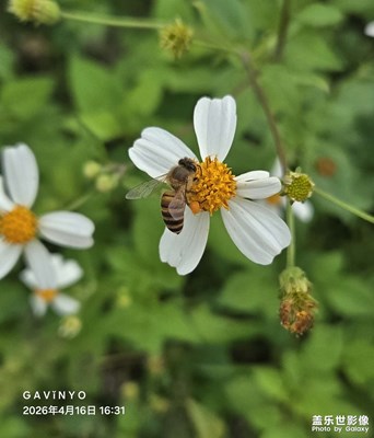 【聚焦四月】 闯进镜头里的小蜜蜂