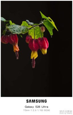 黑背景下的灯笼花