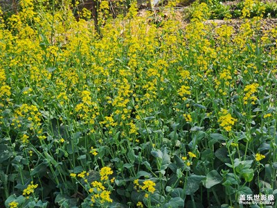 【聚焦四月】希望的田野