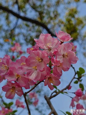 【聚焦四月】四月的海棠花