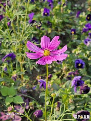 【聚焦四月】盛开