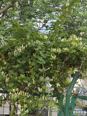 【聚焦四月】+重庆四月天