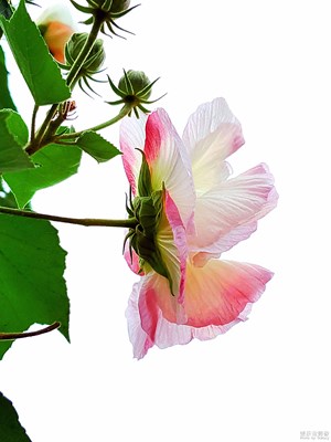 【 假日丽影 】+芙蓉国里尽朝晖