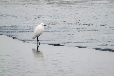 【我生活的地方】+秋游巧遇白鹭飞