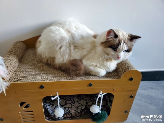 猫咪的新家