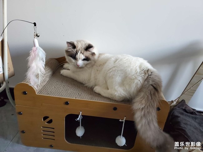 猫咪的新家