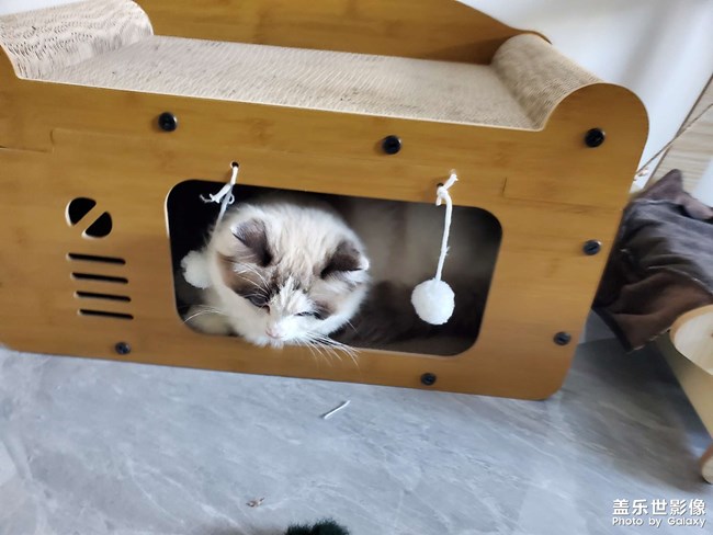 猫咪的新家