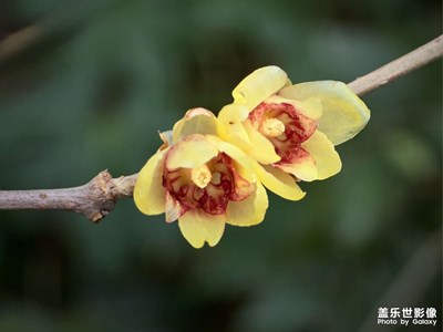 【生活的写意】 腊梅花开