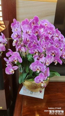 【我家乡的春节】+广州年花