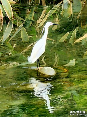 成都鳥雀