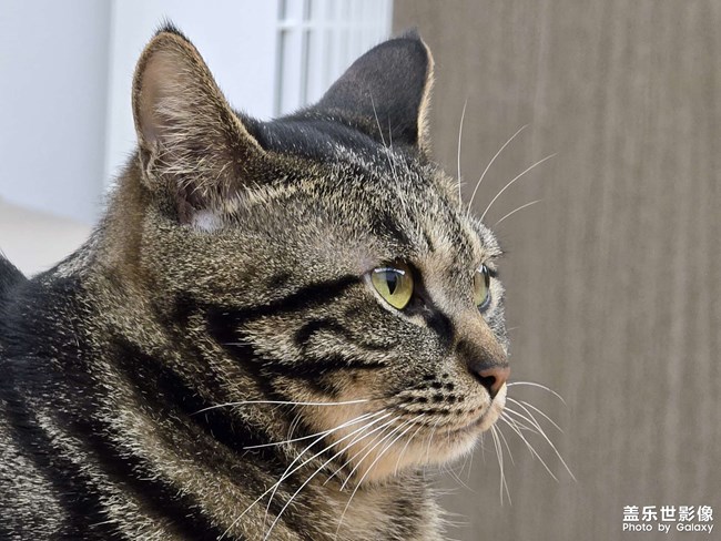 萌猫瞬间