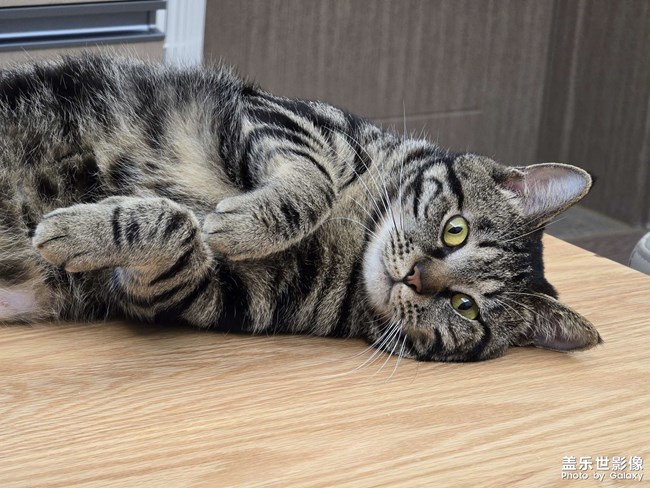 萌猫瞬间