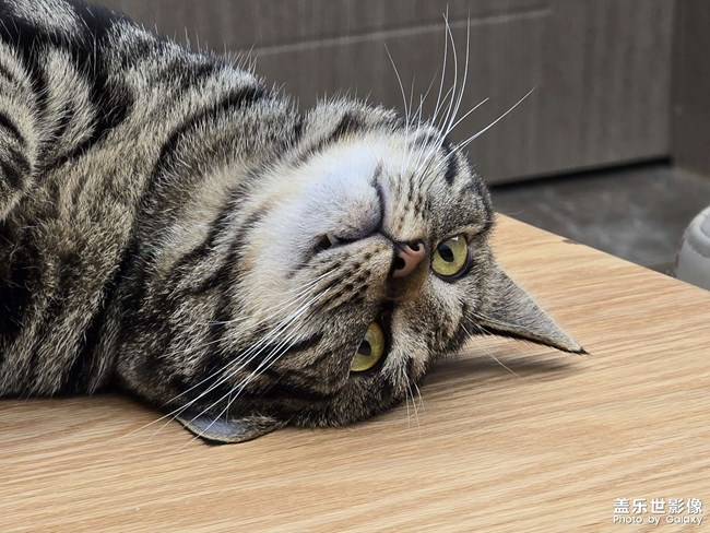 萌猫瞬间