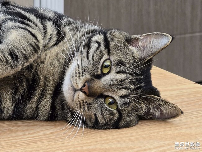 萌猫瞬间