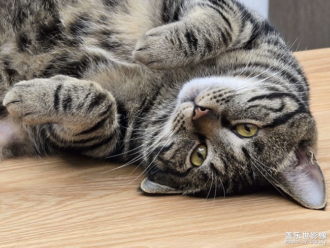 萌猫瞬间
