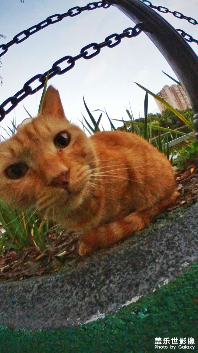 拍了个小猫咪