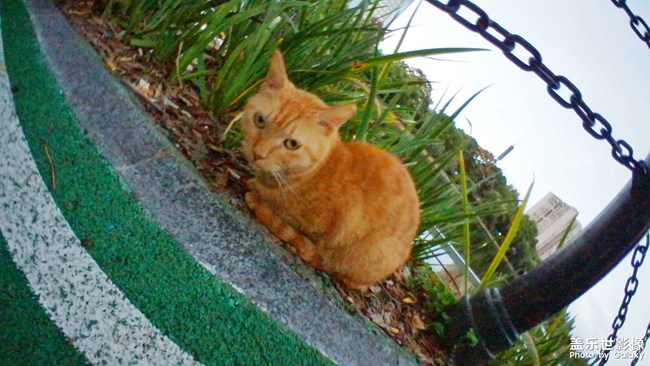 拍了个小猫咪