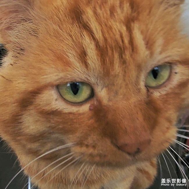 拍了个可爱的小菊