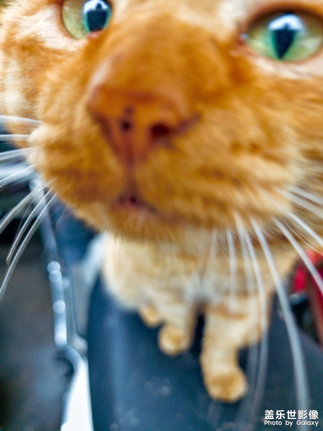 拍了个可爱的小菊