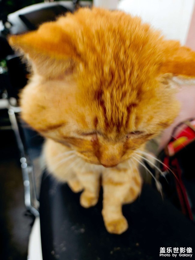 拍了个可爱的小菊