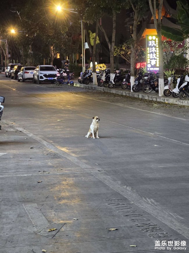 小土狗在路中间