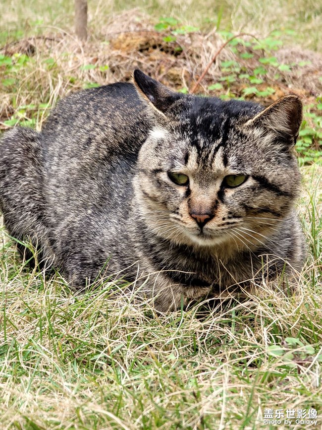 小猫咪