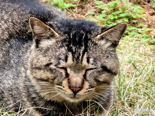 小猫咪